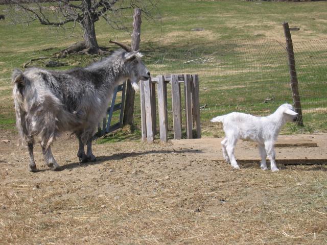 Silvia and doeling