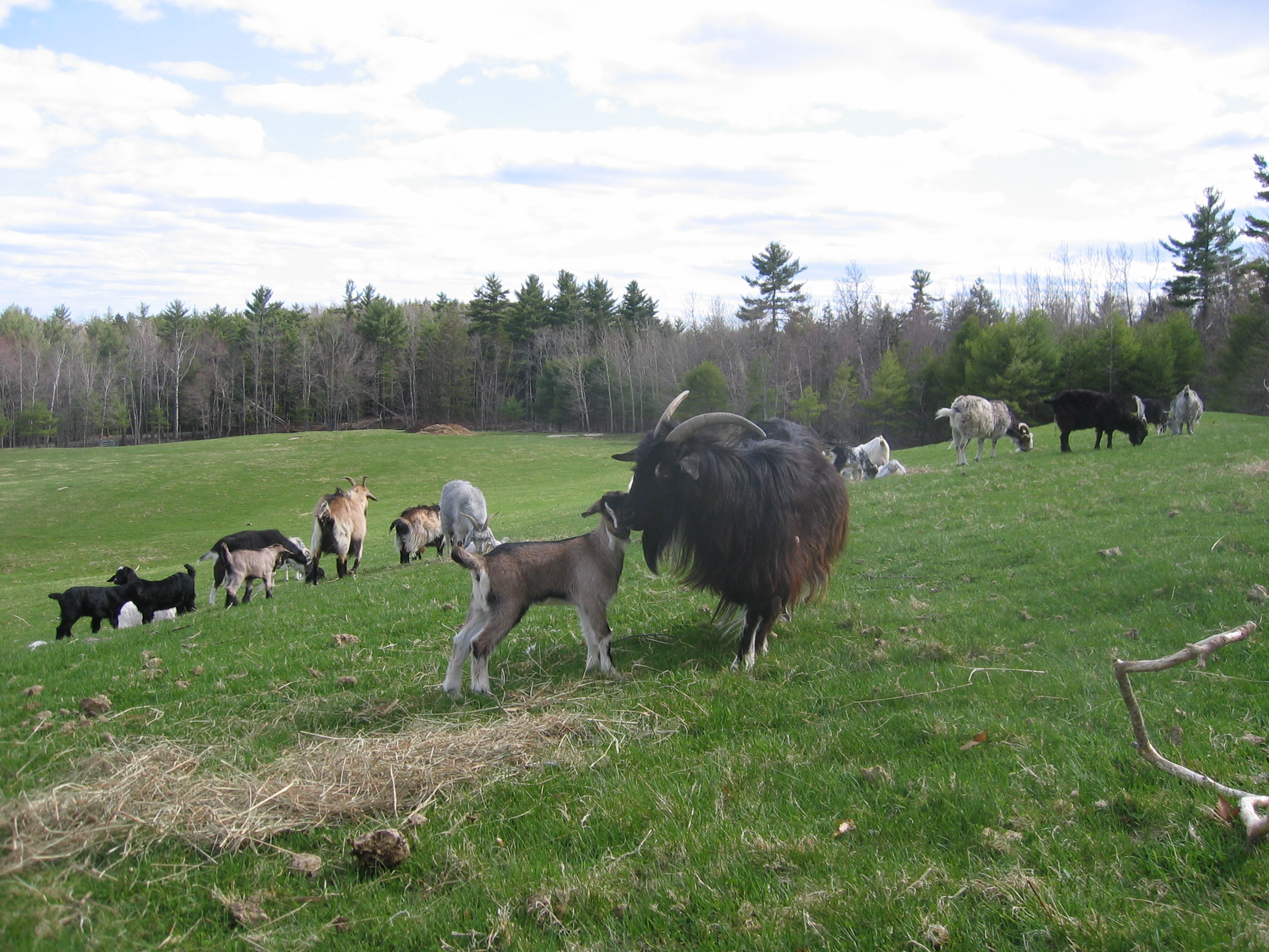 Urd and doeling